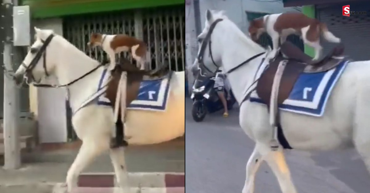 Viral Video: గుర్రంపై స్వారీ చేస్తున్న శునకం.. వీడియో