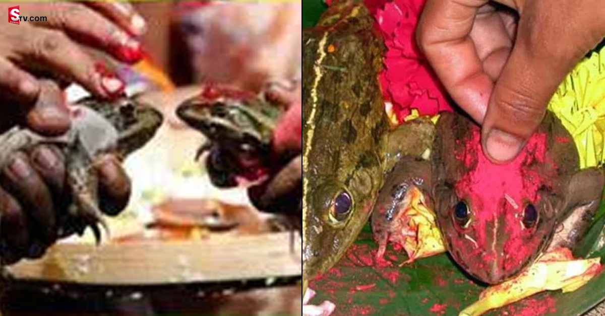 విడాకులు తీసుకుంటున్న కప్పల జంట! ఎందుకంటే..