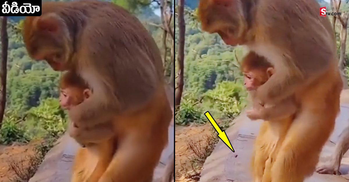 Viral Video: పిల్ల కోతిని కాపాడుకోవడానికి తల్లడిల్లిన వానరం! అమ్మ ప్రేమ అంటే ఇదే!
