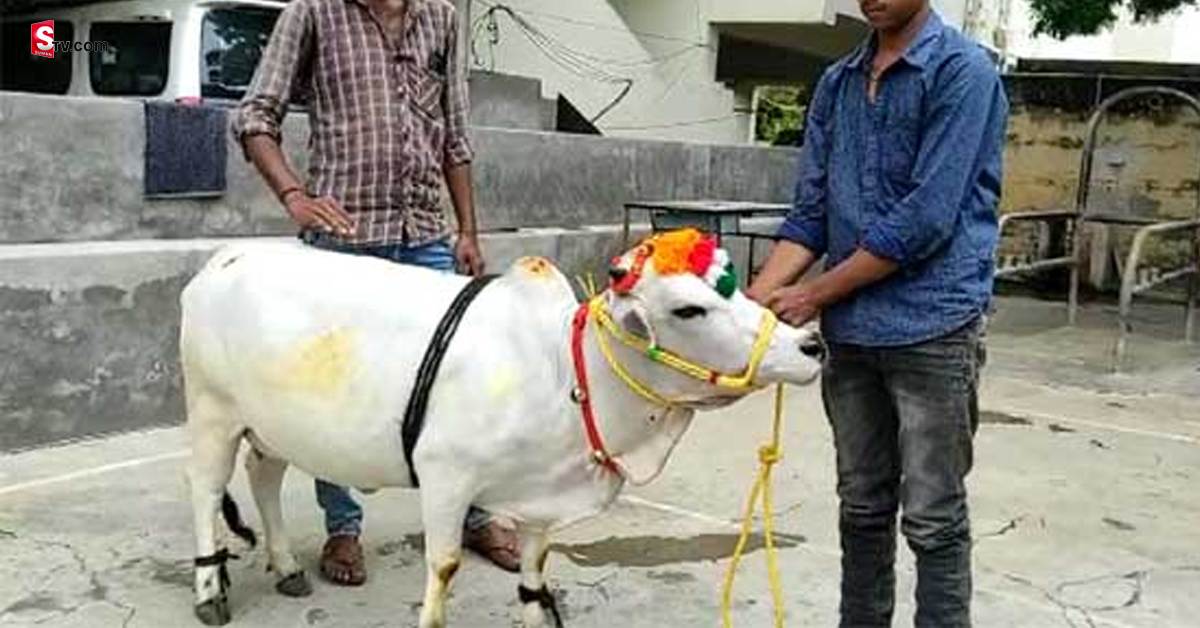 Punganur Cow: ఈ ఆవు ఎత్తు మూడడుగులే.. కానీ, రైతులకు కాసుల వర్షం కురిపిస్తోంది!