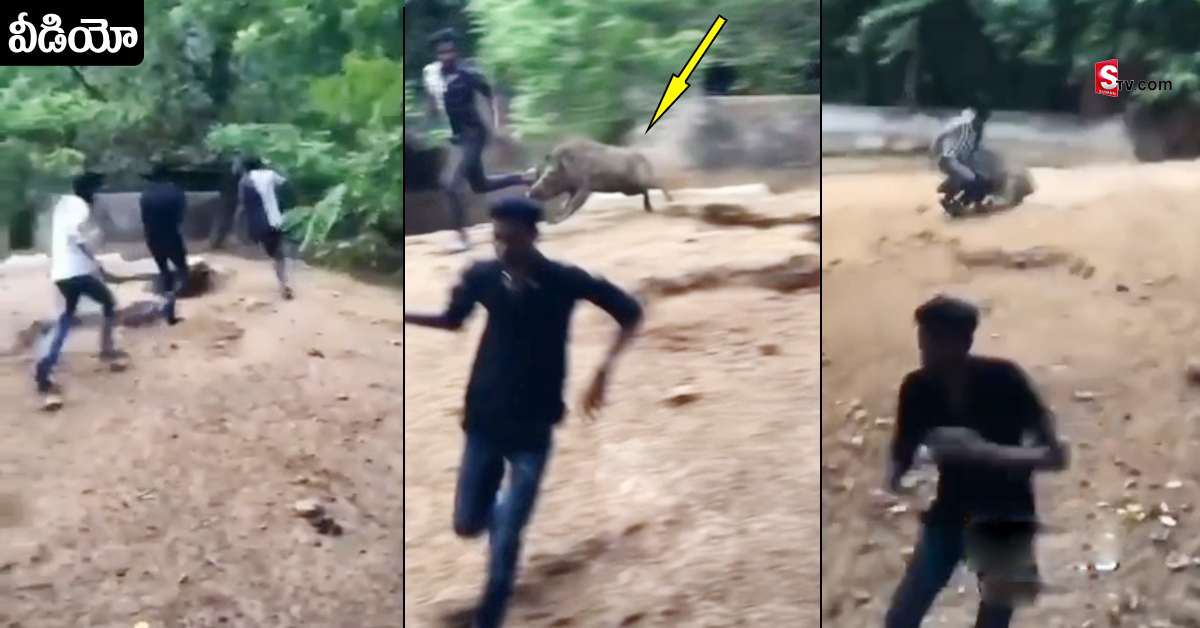 Vizag Zoo: వీడియో: అడవి పందితో సరదా చేద్దామనుకున్నారు.. దూల తీర్చింది!