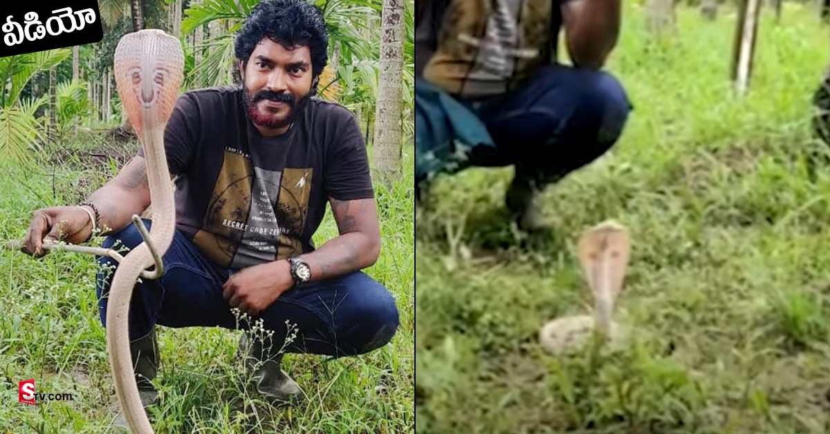 వీడియో: అరుదైన శ్వేతనాగు ప్రత్యక్షం.. పడగవిప్పి ఆడుతూ..!