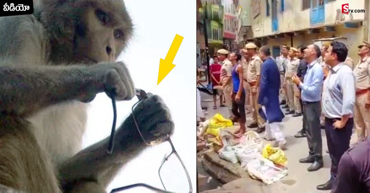 వీడియో: కలెక్టర్‌ కళ్లజోడు ఎత్తుకెళ్లిన కోతి.. రంగంలోకి దిగిన పోలీసులు!