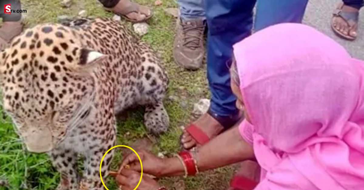 Rakhi: ఈ మహిళ ధైర్యానికి హ్యాట్సాఫ్‌.. ఏకంగా చిరుత పులికే రాఖీ కట్టింది కదా!
