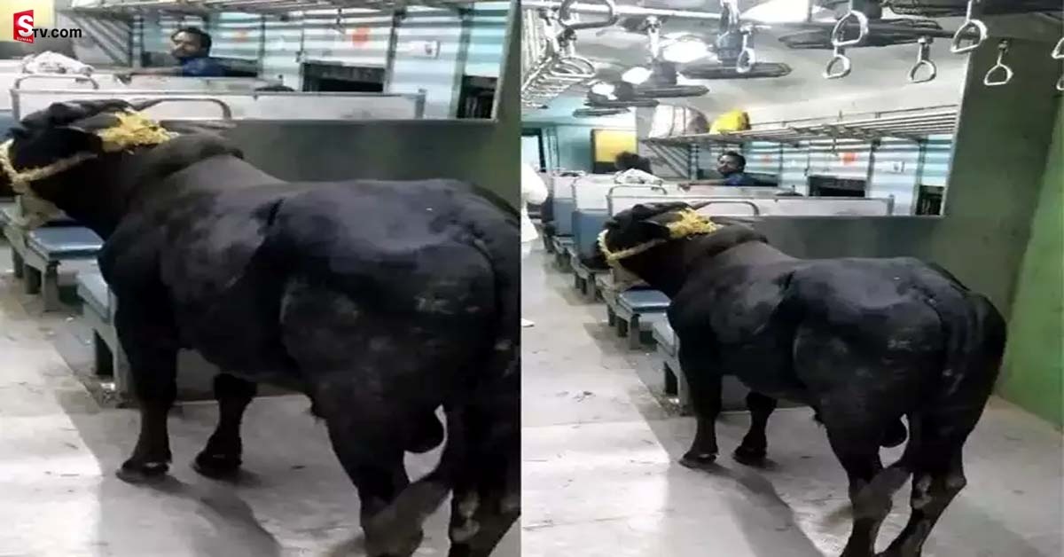 Viral Video: వైరల్‌ వీడియో: ఒంటరిగా రైల్లో ప్రయాణించిన ఎద్దు!