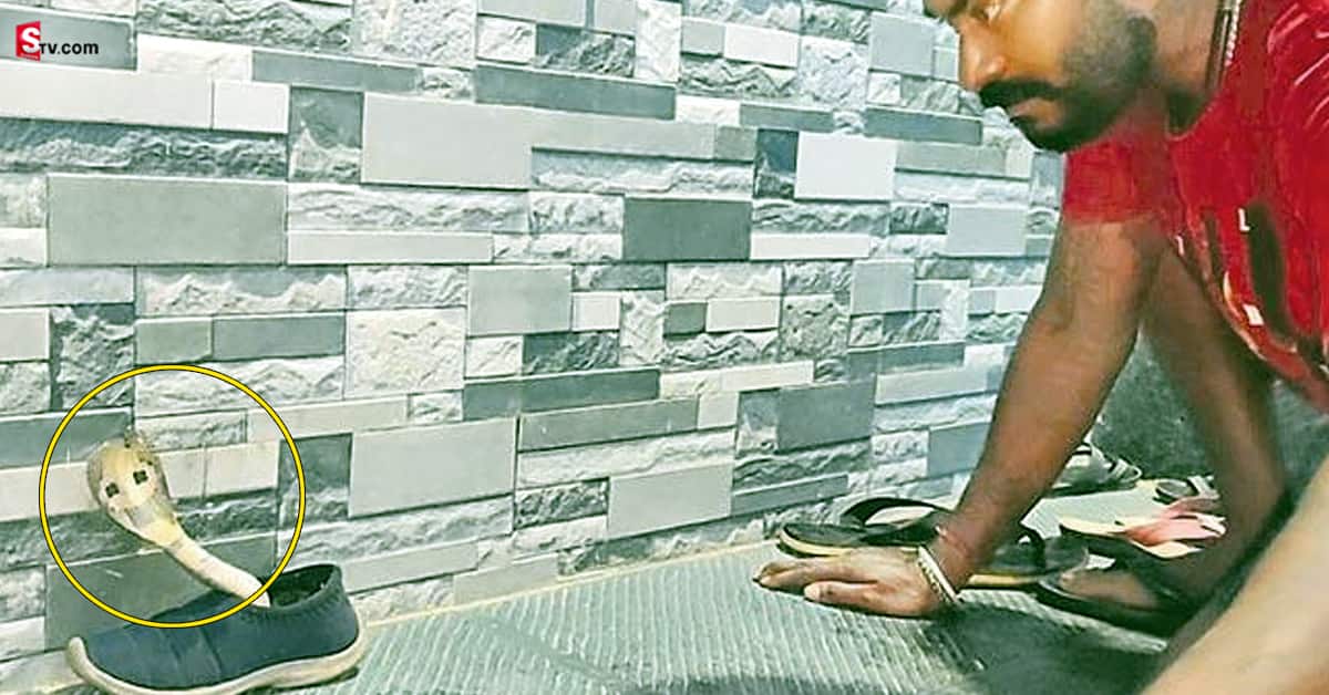 షూలో నాగు పాము.. తీయబోతే పడగవిప్పింది..!