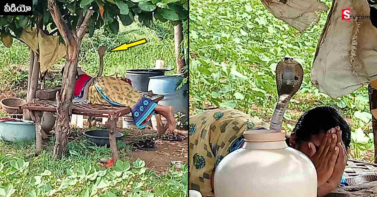 Snake: మహిళ నడుముపై నాగు పాము.. ‘శ్రీశైల మల్లమ్మ కాపాడు’ అని ప్రార్థించటంతో..