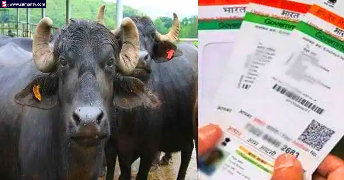 Pashu Aadhaar: కేంద్రం కీలక నిర్ణయం.. మనుషుల్లాగా గేదెలకు ఆధార్ కార్డ్!