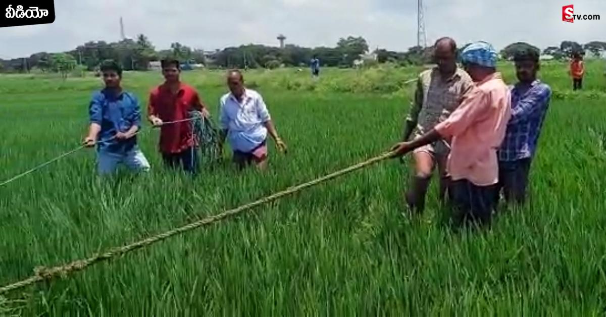కలుపు తీస్తుండగా వరి పొలంలో భారీ అలికిడి.. కూలీలు ఏంటా అని చూస్తే..