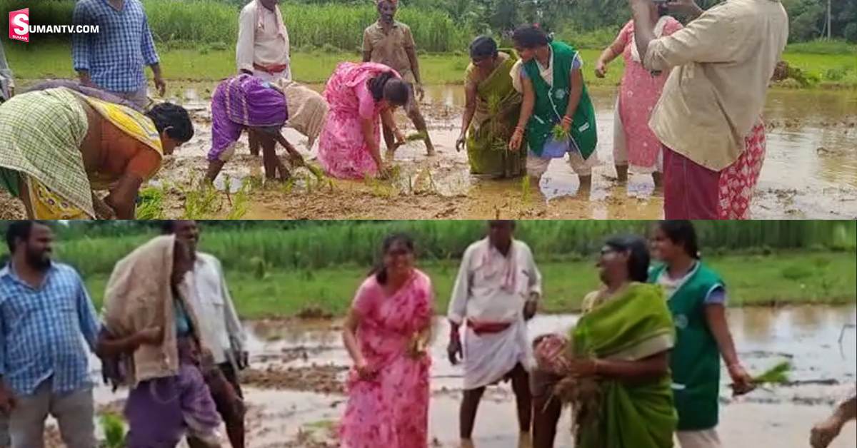 అనకాపల్లి: వరి నాట్లు వేస్తుండగా వచ్చిన విశిష్ట అతిథి.. ఆనందంలో రైతులు!