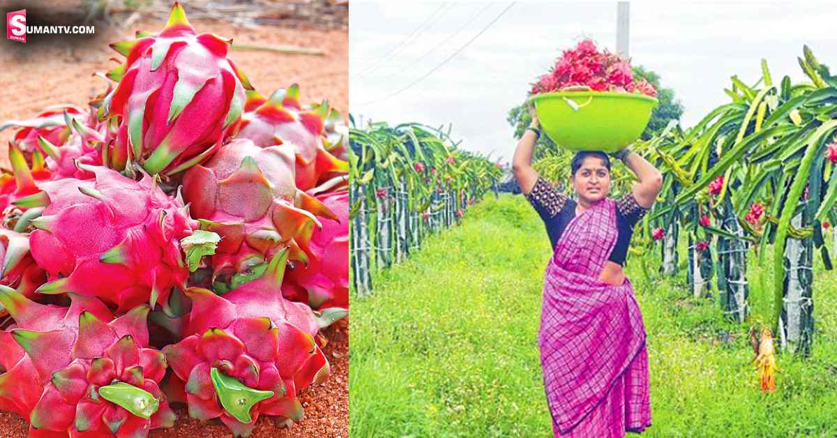ఎకరాకు రూ.8 లక్షల పెట్టుబడి.. రెండేళ్లలో రూ.50 లక్షలకు పైగా ఆదాయం!
