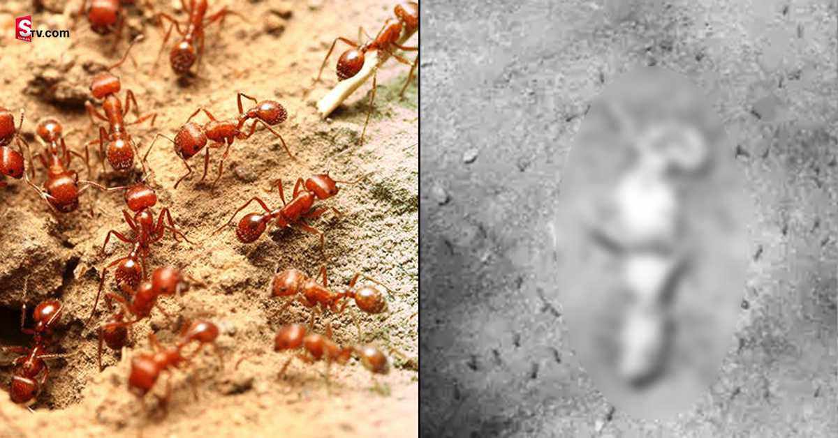 Red Ants: గ్రామంలో చీమల భీభత్సం.. యుద్ధం ప్రకటించిన జనం!