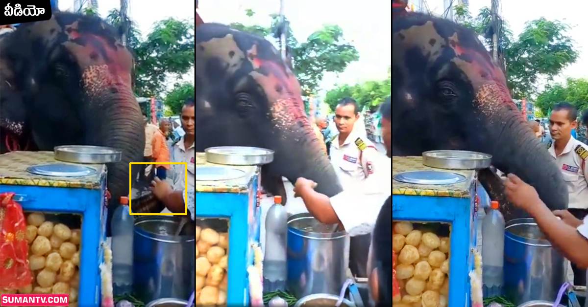 వీడియో: ఏనుగు మెచ్చిన పానీపూరీ.. ఆపకుండా లాగించేసింది!