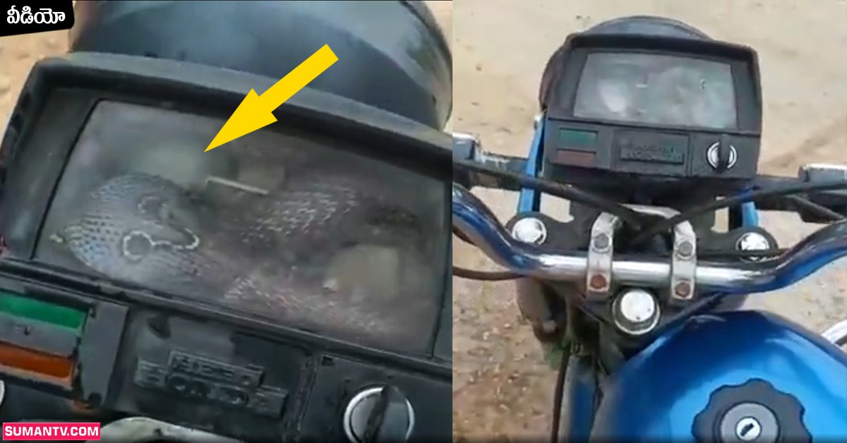 Viral Video: వాయు వేగంతో బైక్ పై యువకుడు.. స్పీడ్ మీటర్ లోంచి పడగెత్తిన నాగుపాము!