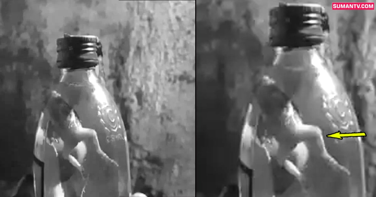 మద్యం సీసాలో చనిపోయిన కప్ప! ఎక్కడంటే?