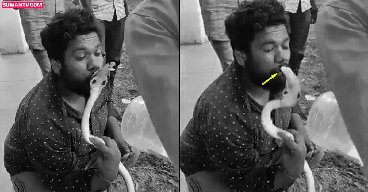 వీడియో: నాగుపాముకి ముద్దు పెట్టబోయాడు.. రివర్స్ లో పడ్డ ‘లిప్ లాక్’