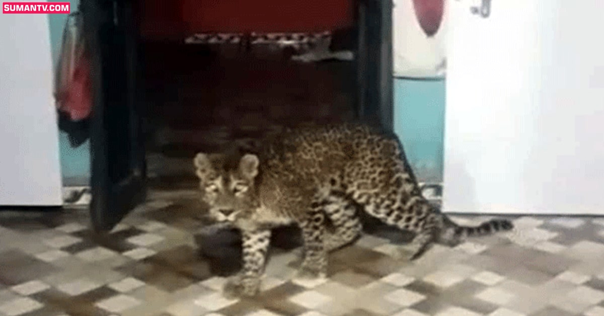 Leopard: ఇంట్లోకి వచ్చిన చిరుత పులి.. భయంతో పరుగులు తీసిన కుటుంబ సభ్యులు!