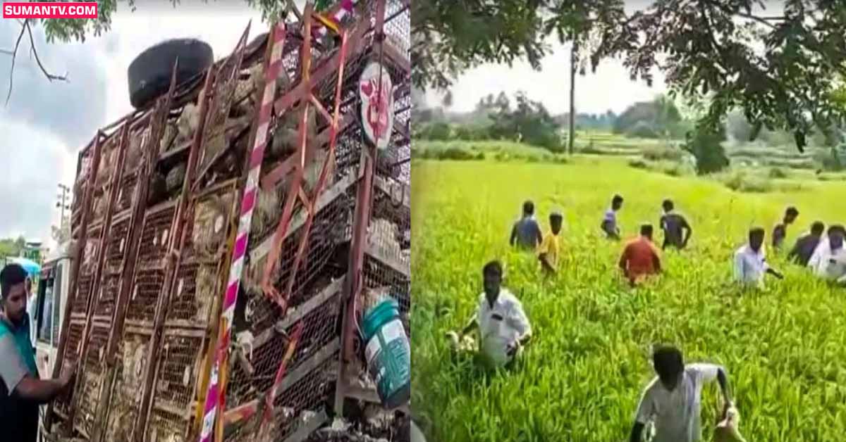 బోల్తా కొట్టిన కోళ్ల వ్యాన్.. కోళ్ల కోసం ఎగబడ్డ జనం!