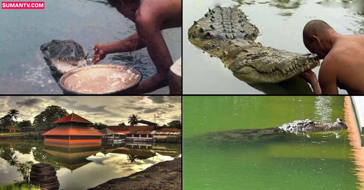Vegetarian Crocodile Babiya: 75 ఏళ్ల వయసులో శాఖాహార మొసలి బబియా కన్నుమూత!