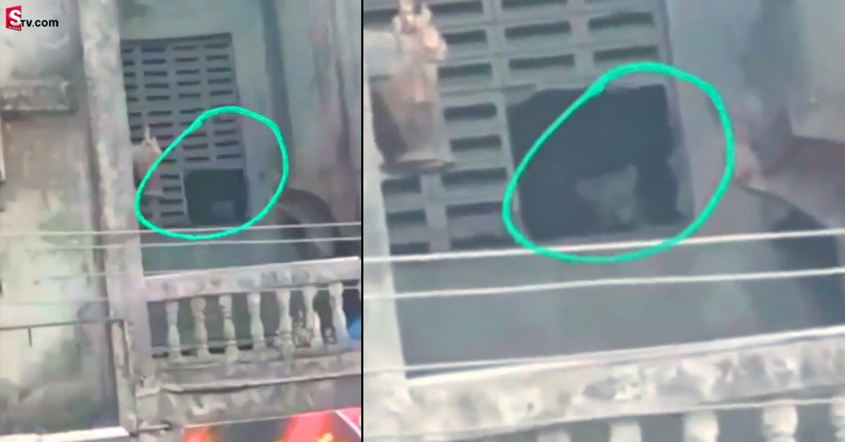 వీడియో: అపార్ట్ మెంట్ లోకి దూరిన చిరుత పులి.. ఆ తర్వాత!