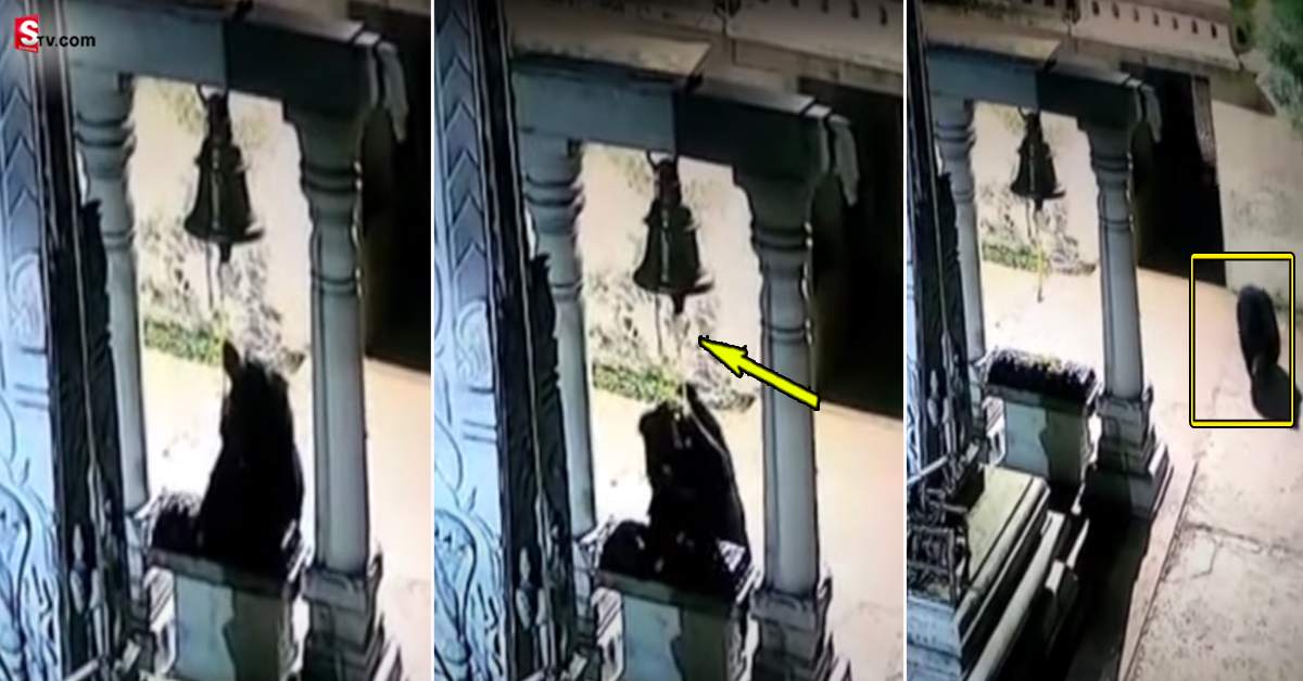 వీడియో: గుడిలో గంట కొట్టిన ఎలుగుబండి..!