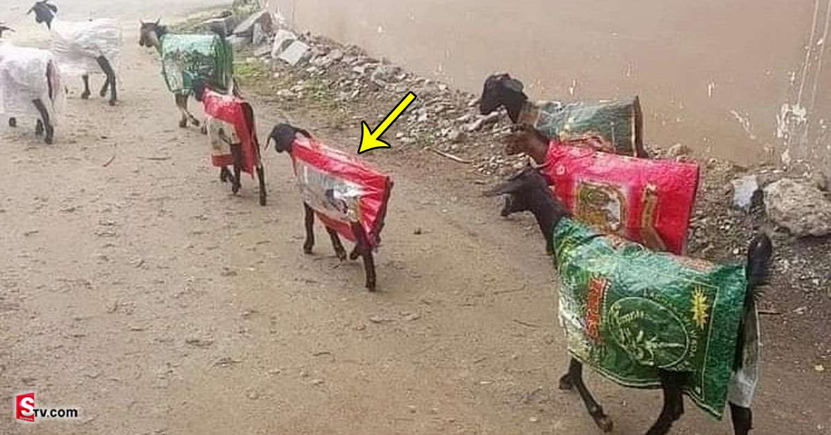 వీడియో: రైతు వినూత్న ఆలోచన.. మేకల కోసం ఏం చేశాడో చూడండి?