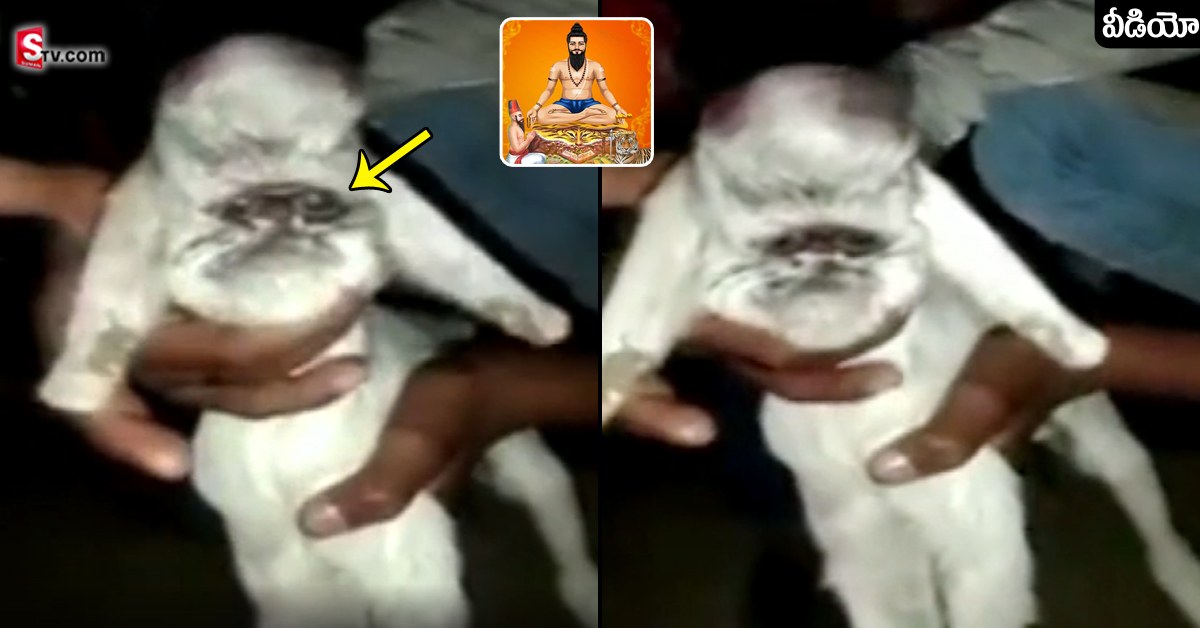 వీడియో: బ్రహ్మం గారు చెప్పింది నిజమైందా? మనిషి ముఖం పోలిన మేకపిల్ల జననం..!