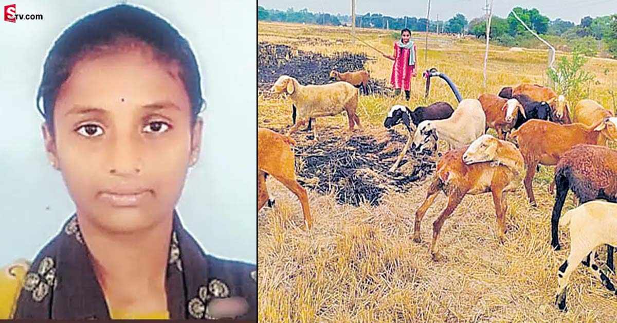 రాష్ట్ర స్థాయి పరీక్షలో 3వ ర్యాంక్.. కానీ గొర్రెలను కాస్తున్న చదువుల తల్లి..!