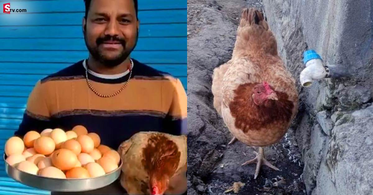 ఇదెక్కడి విడ్డూరం.. 12 గంటల్లో 31 గుడ్లు పెట్టిన కోడి!
