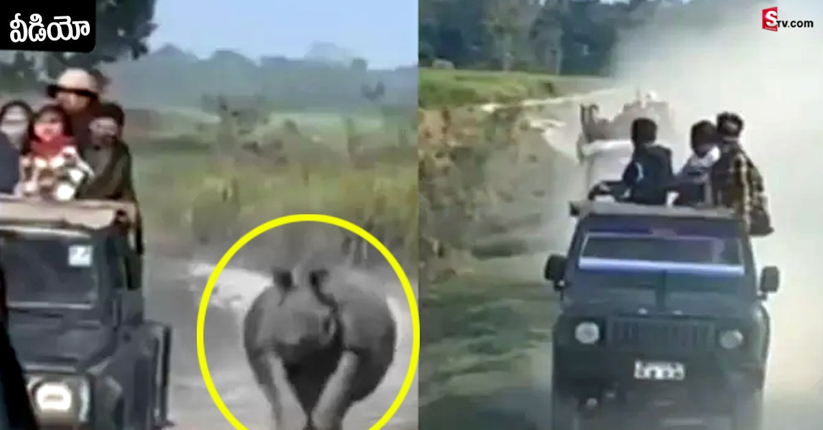 టూరిస్ట్ వాహనాలను వెంబడించిన ఖడ్గమృగం.. వీడియో వైరల్..