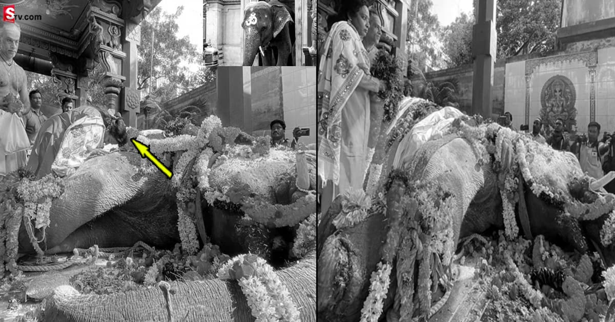జంతువులకు కూడా గుండెపోటు.. వాకింగ్‌ చేస్తూ కుప్ప కూలిన ఏనుగు!