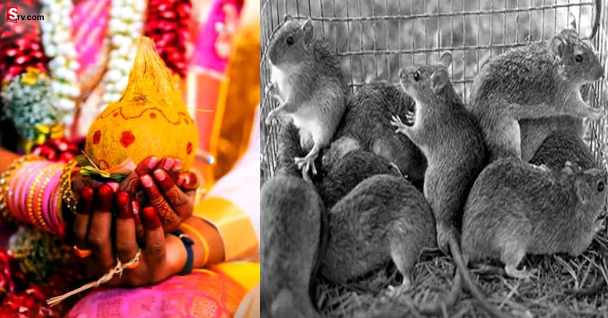 ఆ ఊరి అల్లుళ్లకు కట్నంగా ఎలుకలు! ఎక్కడో తెలుసా?