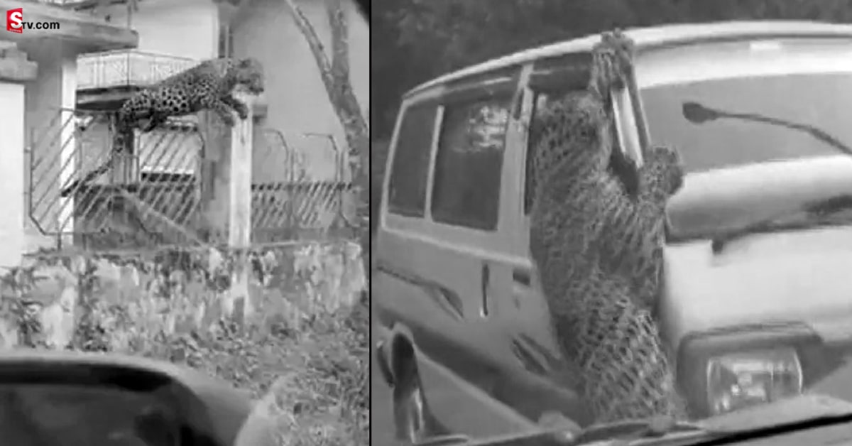 నివాస ప్రాంతంలో చిరుత హల్ చల్.. వైరల్ అవుతున్న దాడి విజువల్స్..