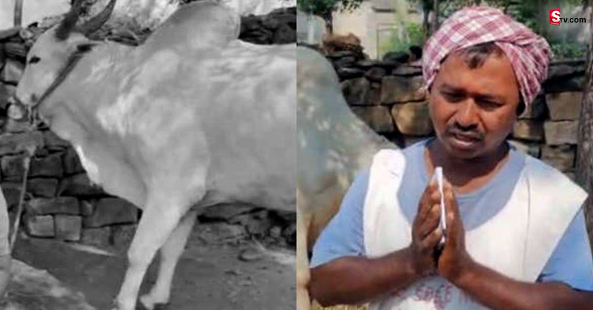 ఇదెక్కడి చోద్యం.. ఎద్దు మూత్ర విసర్జన చేసిందని యజమానికి ఫైన్‌!