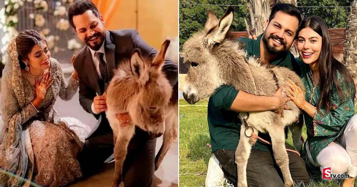 వీడియో: కాబోయే భార్యకు ‘గాడిద’ గిప్టుగా ఇచ్చిన వరుడు!