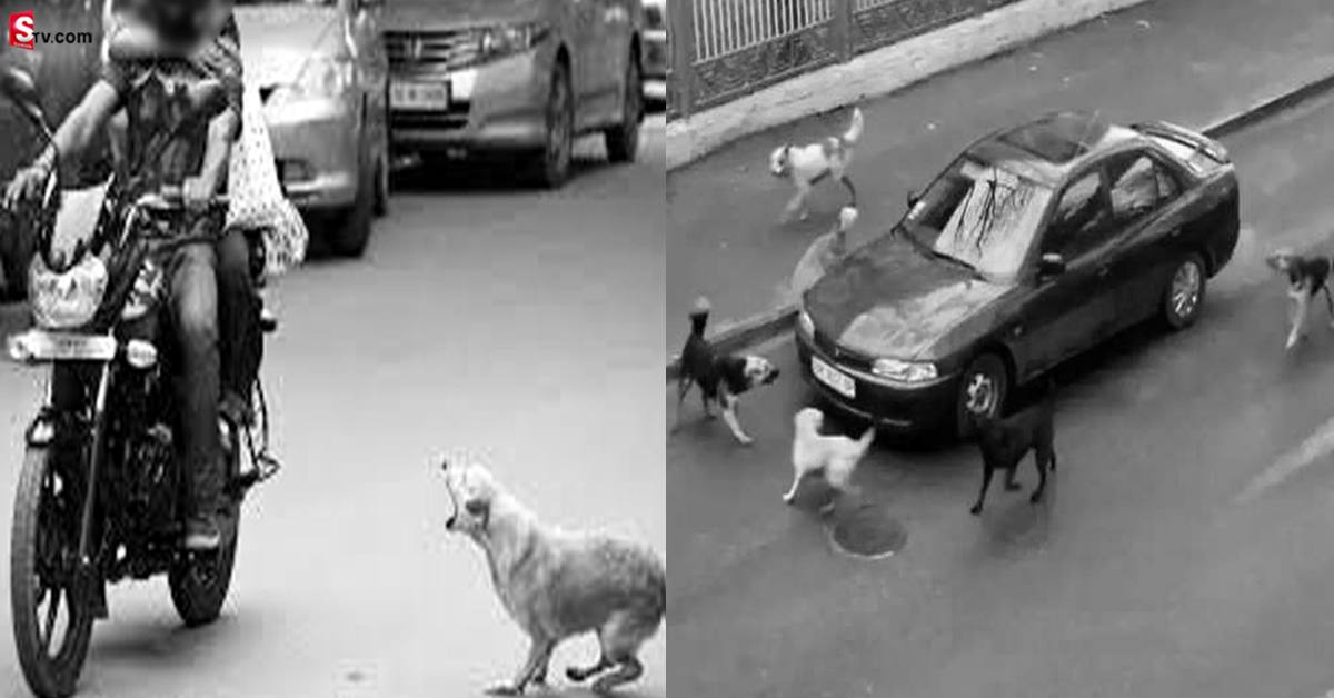 మీరు బైక్- కారులో వెళ్తున్నప్పుడు కుక్కలు వెంబడించాయా? దానికి కారణం ఏంటంటే?