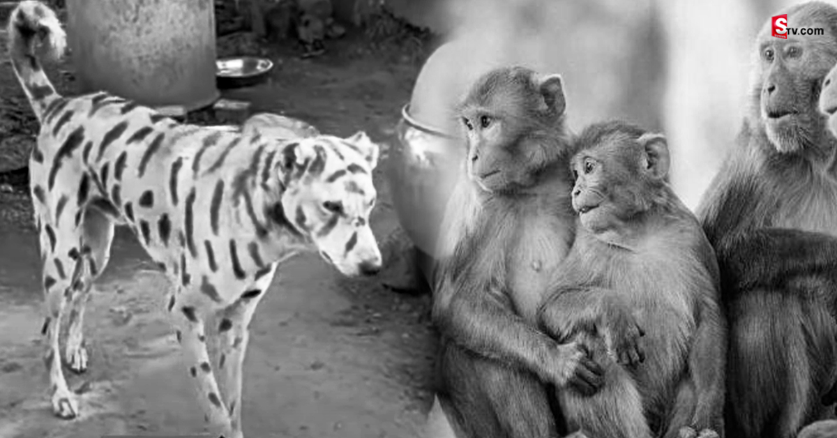 కోతుల కోసం పులి వేషమేసిన కుక్క