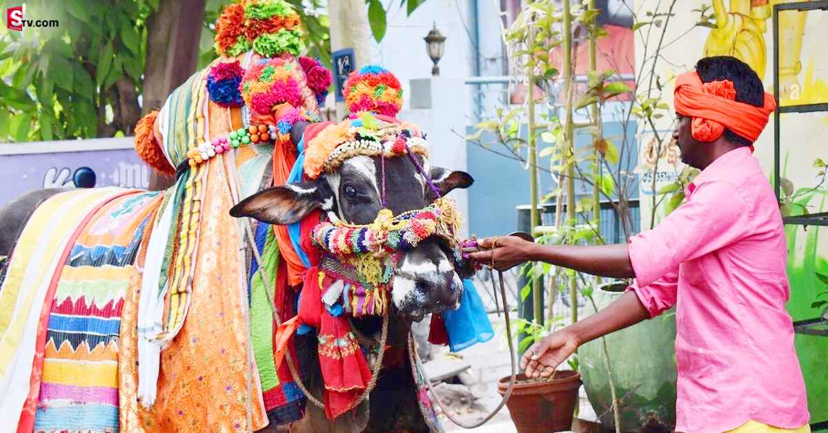 కనుమ నాడు పశువులను పూజించడం వెనుక ఇంత అర్ధం ఉందా?