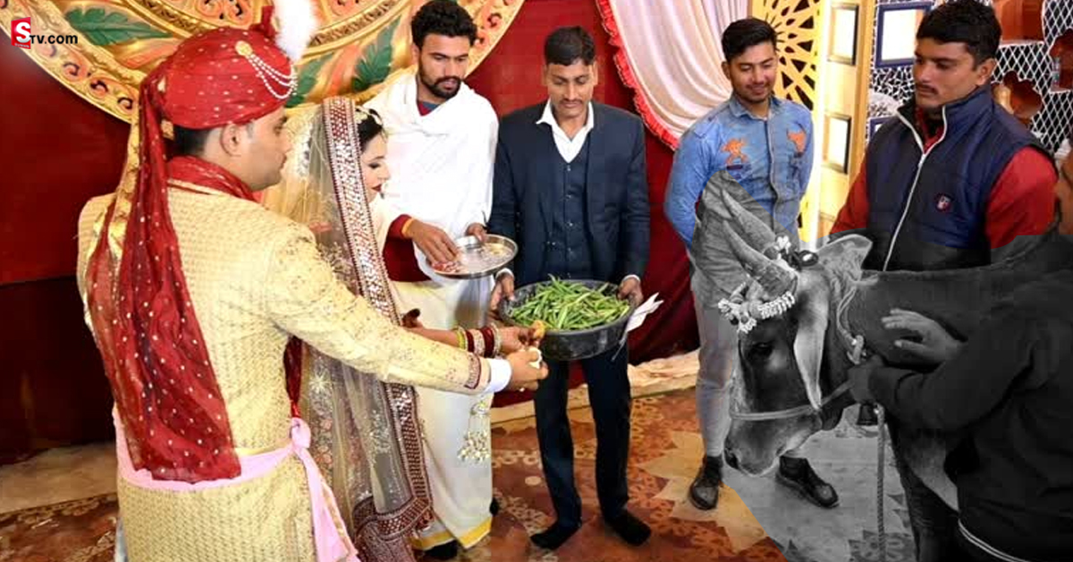 పెళ్లిలో అరుదైన అతిథి.. గోమాత సమక్షంలో వివాహ వేడుక! ఫోటో వైరల్..
