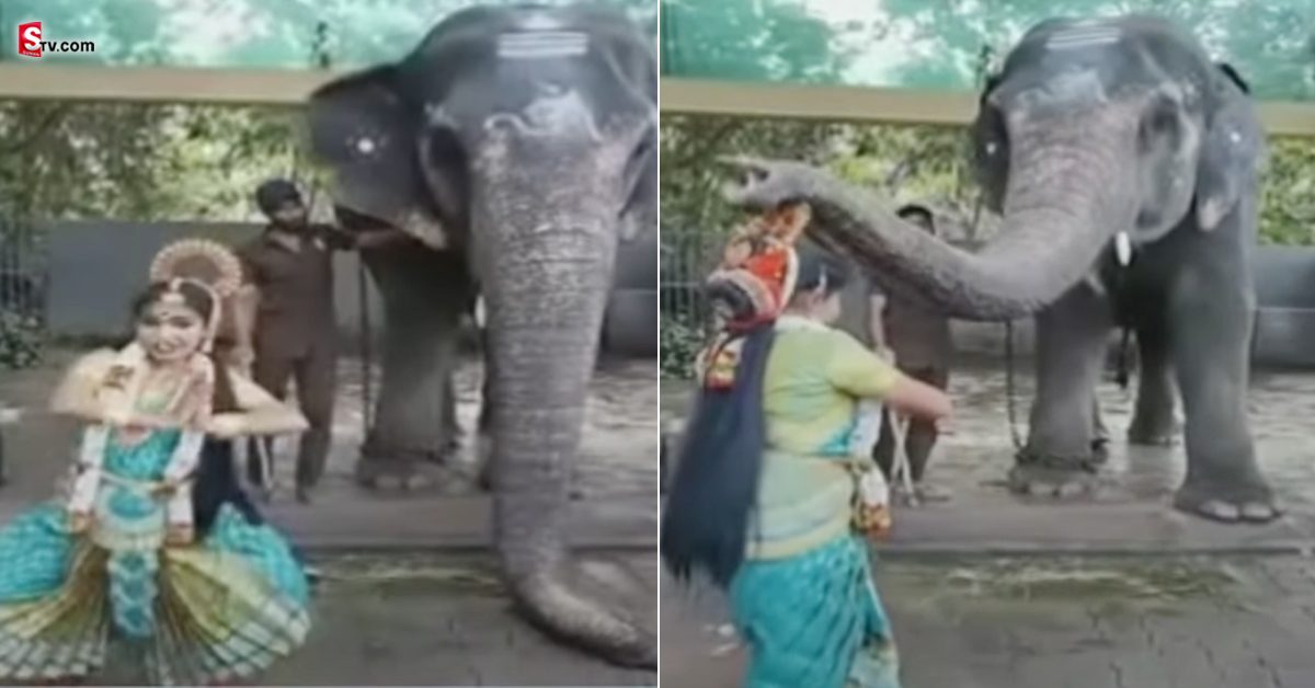 వీడియో: చిన్నారి నాట్యానికి గజరాజు పరవశం..!