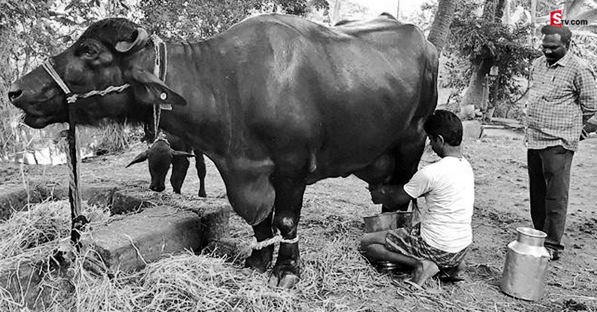 వయసు నాలుగేళ్లే.. కానీ రికార్డు స్థాయిలో పాలనిస్తున్న మండపేట గేదె