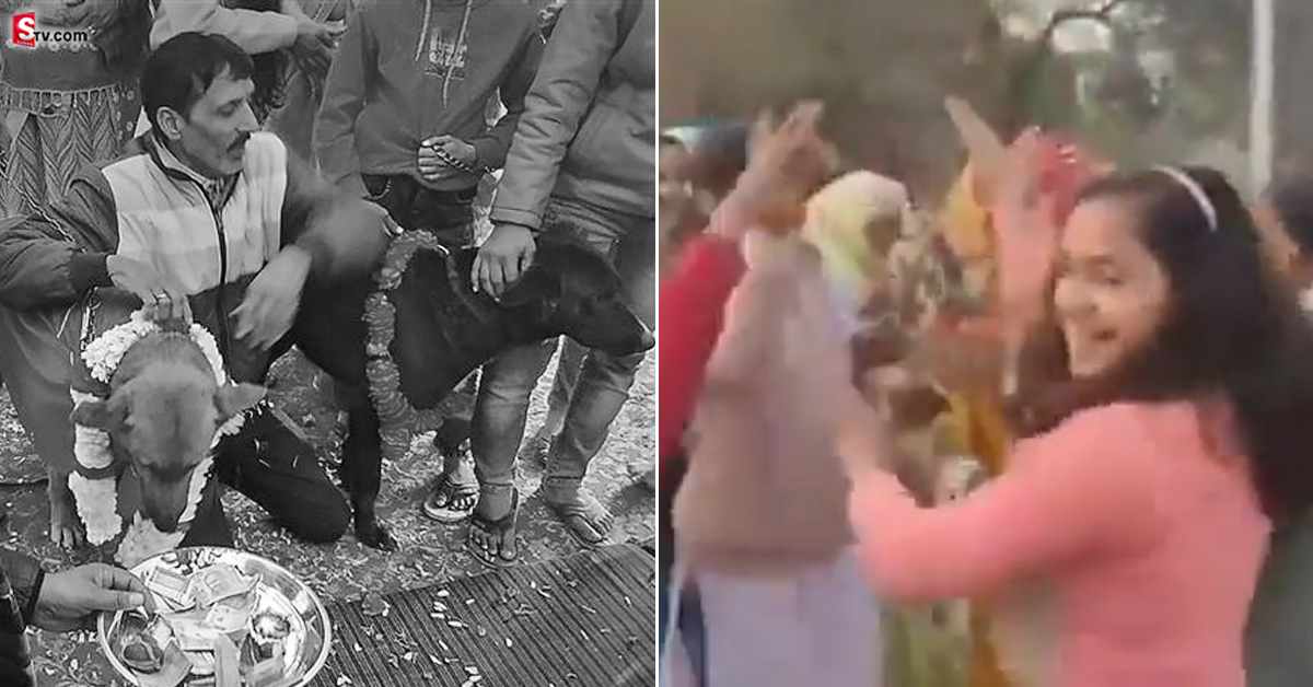 అంగరంగ వైభవంగా కుక్కల పెళ్లి.. నెయ్యితో చేసిన వంటకాలు వడ్డింపు..