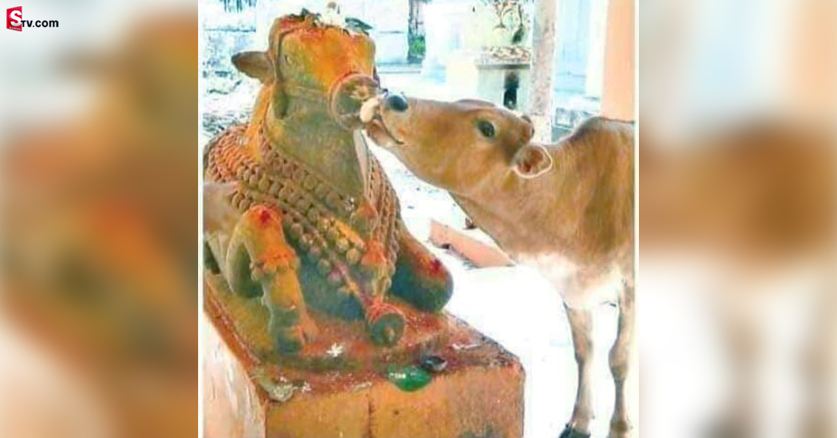 నంది నోటికి ఆహారాన్ని అందించిన ఆవు.. ఆశ్చర్యంలో భక్తులు!