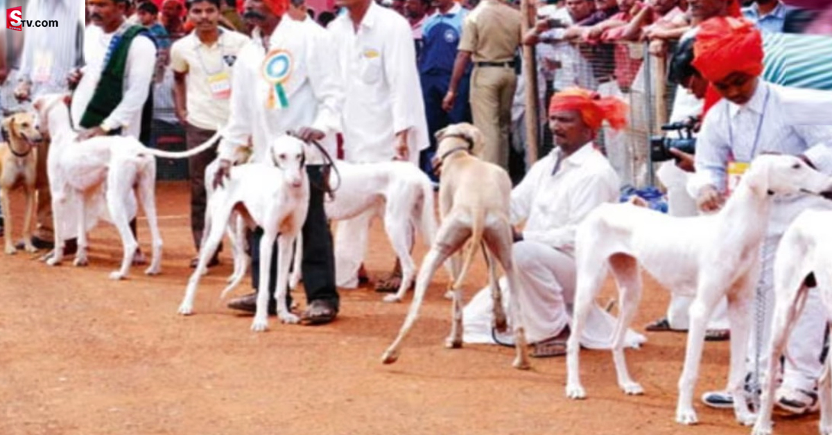 తెలంగాణలో కుక్కల పందాలు.. మొదటి బహుమతి ఎంతో తెలుసా?