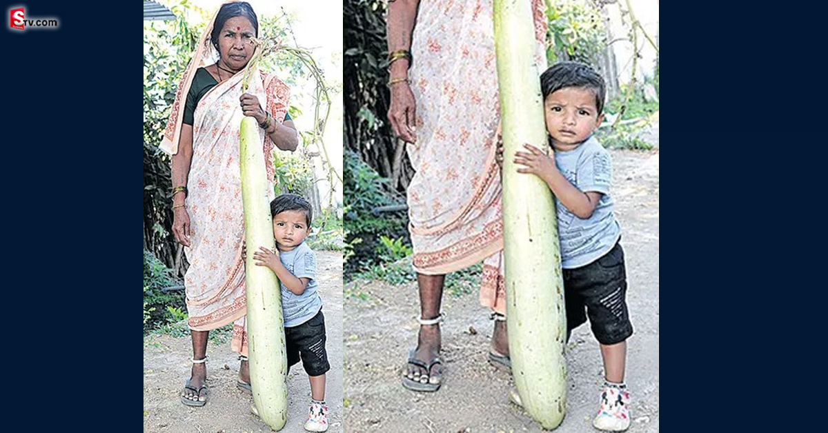 మనిషి ఎత్తులో సొరకాయలు.. ఎక్కడంటే..?