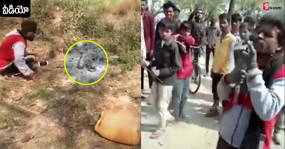 మద్యం మత్తులో పాముతో పరాచకాలు! ఎక్కడ కాటేసిందంటే..!