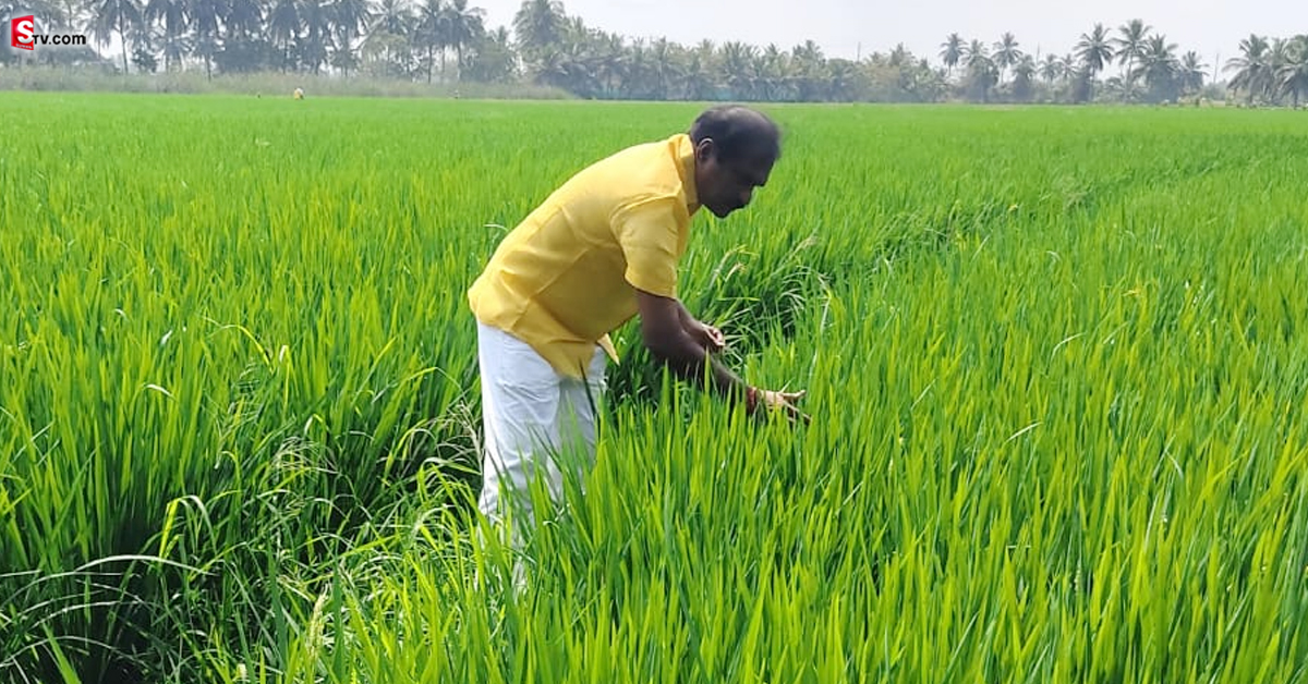 వరి పొలంలో వ్యవసాయం చేస్తూ  సేదతీరుతున్న టీడీపీ MLA..!
