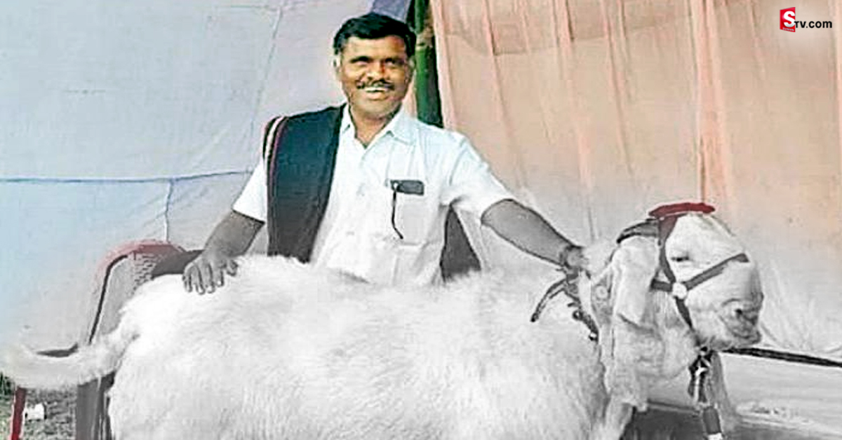 రూ.6 లక్షల భారీ మేకపోతు.. దీనికి ఎవ్వరూ సాటిరారు!