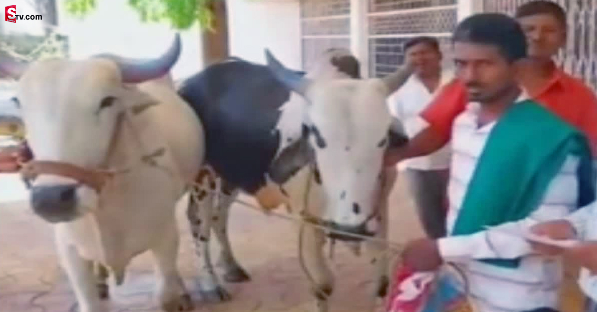 అధికారి లంచం డిమాండ్.. కార్యాలయానికి ఎద్దును తోలుకొచ్చిన రైతు!