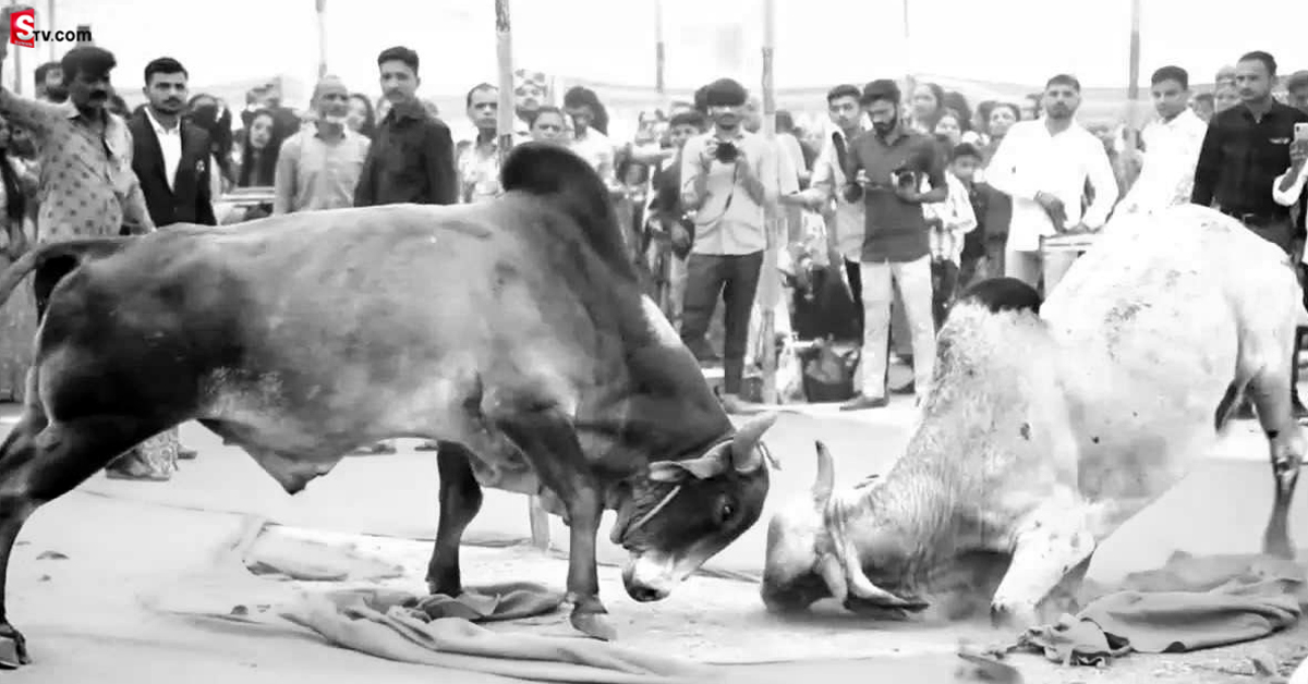 వీడియో: కళ్యాణ మండపంలో దూసుకొచ్చిన ఎద్దులు.. అంతలోనే..